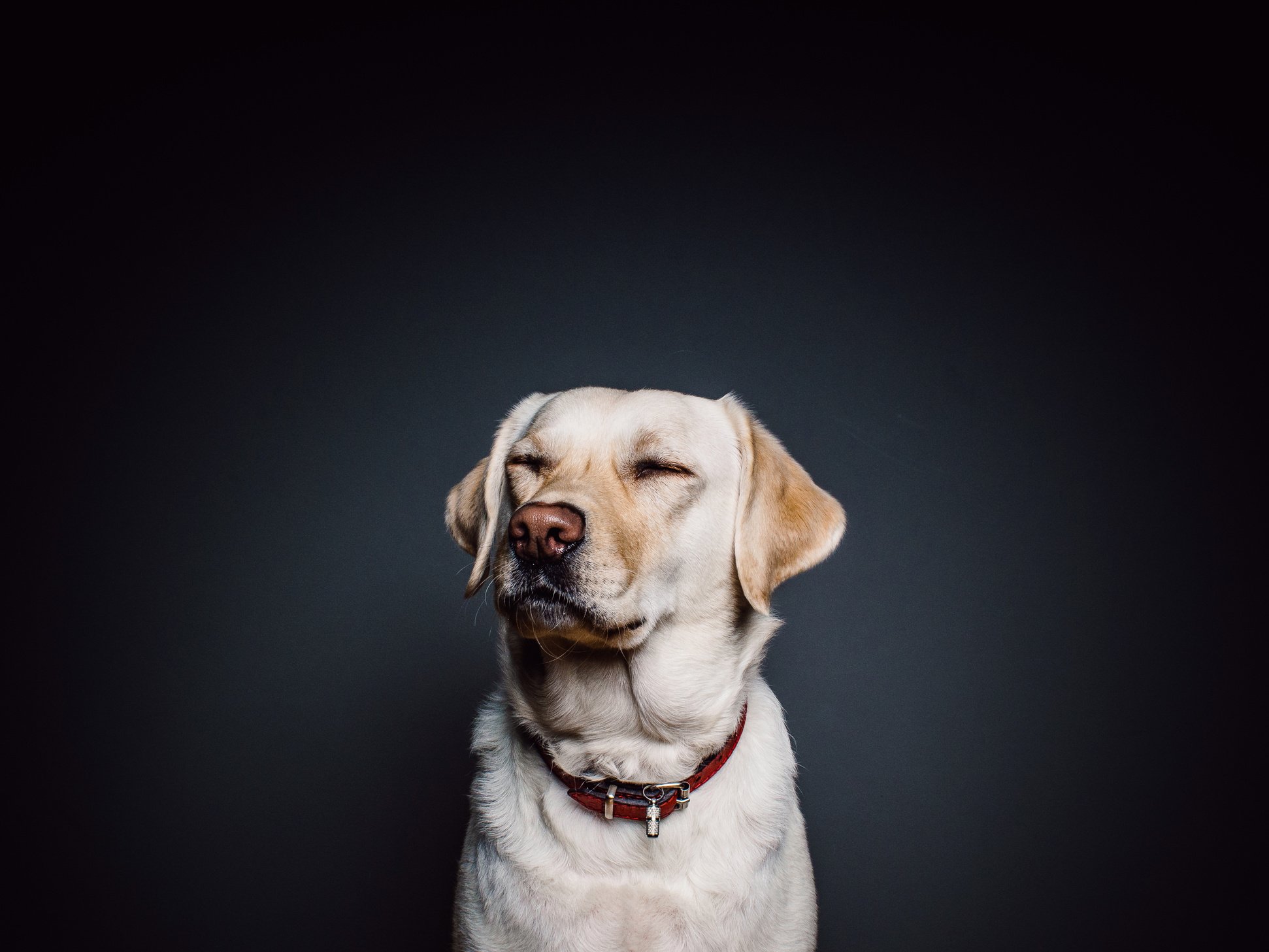 Yellow Labrador Retriever in Collar